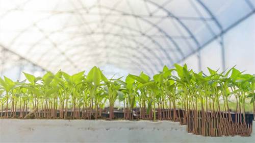 EVA for Agricultural shed film